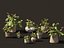 Decorative Indoor Plants Essentials 41 model