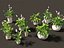 Decorative Indoor Plants Essentials 41 model