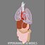 internal organs 3d model