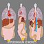 internal organs 3d model