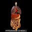 internal organs 3d model