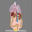 internal organs 3d model