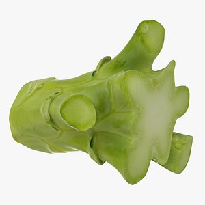 broccoli stem 3D