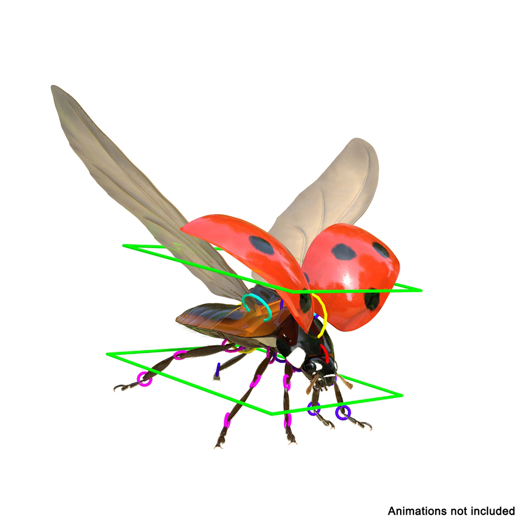 Ladybug Rigged Animate 3d Model