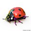 ladybug rigged animate 3d model