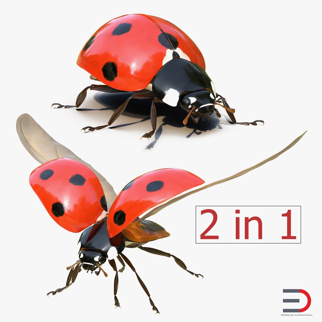 LadyBug Rigged 3D Models Collection 3D model preview