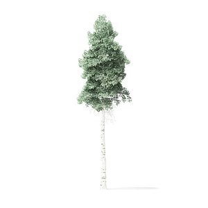 quaking aspen tree 8m 3D model