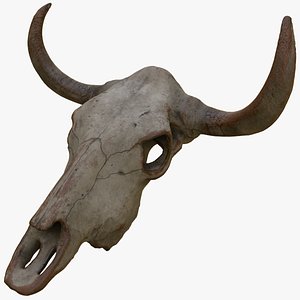 牛の頭蓋骨3Dモデルダウンロード用。TurboSquid