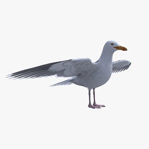 3D seagull feathers modelled model