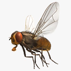 Musca Domestica 'House Fly'