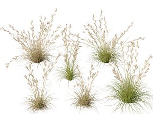 HighpolyLowpoly Cymbopogon ambiguus - Australian lemon-scented grass 3D model