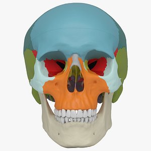 skull - didactic human 3d max