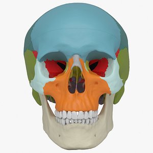 Human Skull - Didactic Version