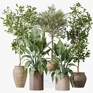 AV Indoor plants set 181 Alocasia Elefantenohr Wentii and Briful Pachira Aquatica Grand Artificiel a