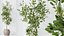 AV 실내 식물 세트 181 Alocasia Elefantenohr Wentii 및 Briful Pachira Aquatica Grand Artificiel a