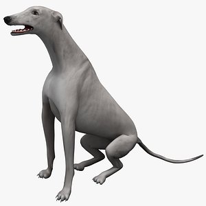 australian greyhound pose 4 3ds