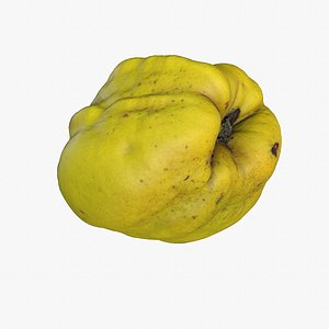 3D Quince fruit 05 high-poly model