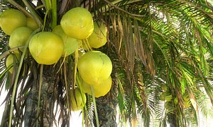 3D model coconut palm pack 12