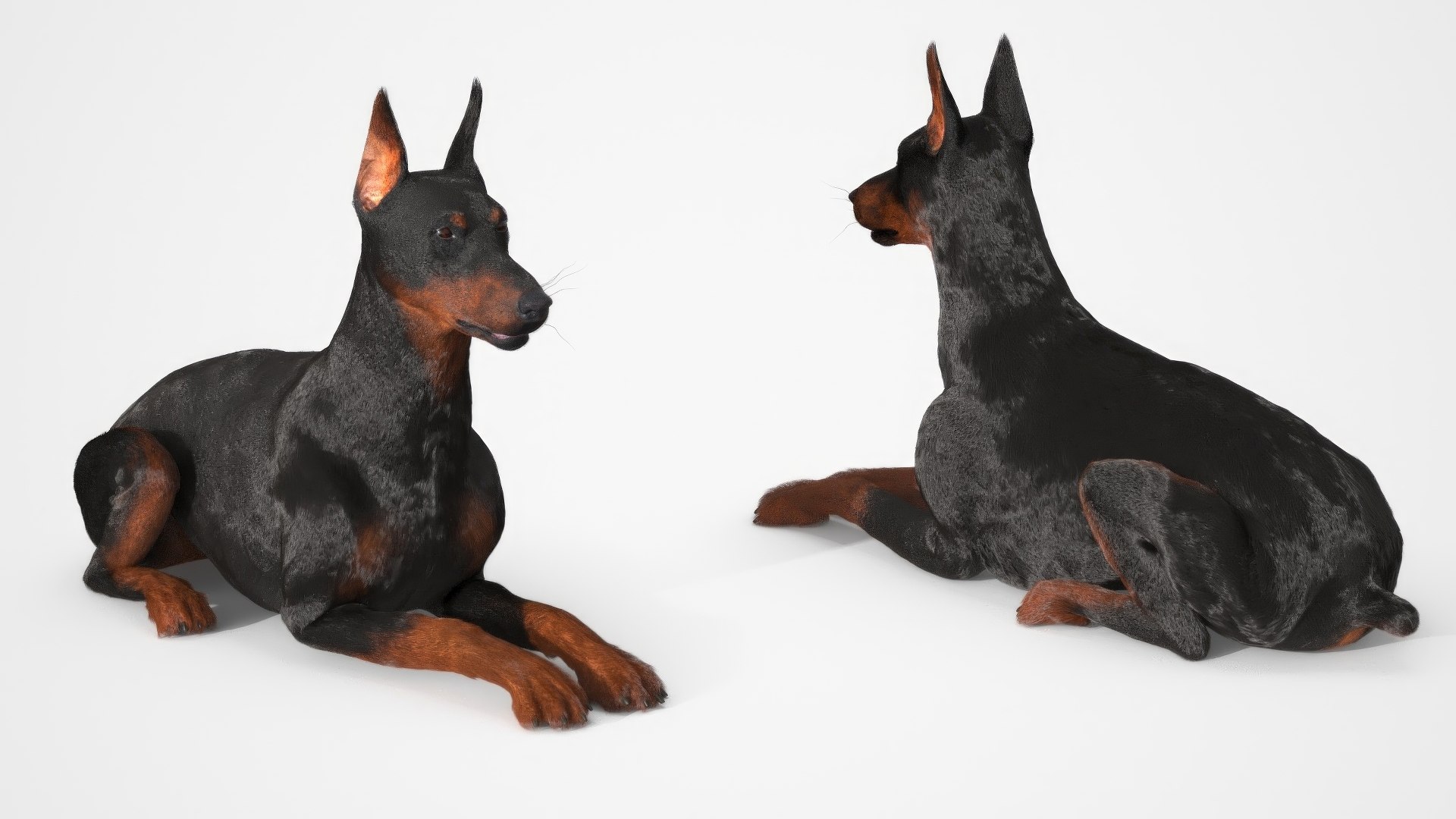 Doberman Pinscher Lying Down Fur for Cinema 4D 3D https://p.turbosquid.com/ts-thumb/2a/dzW7yw/0J/doberman_pinscher_lying_down_fur_008/jpeg/1753837358/1920x1080/fit_q87/69d6023b6526b0fc9fe5607c38b83c627283c2ae/doberman_pinscher_lying_down_fur_008.jpg