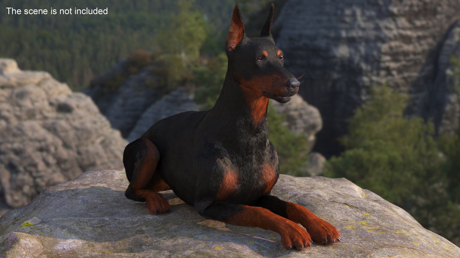 Doberman Pinscher Lying Down Fur for Cinema 4D 3D https://p.turbosquid.com/ts-thumb/2a/dzW7yw/2e/doberman_pinscher_lying_down_fur_003/jpg/1753837343/1920x1080/fit_q87/0aadcd74d076808bb62f898c10b08c716953971d/doberman_pinscher_lying_down_fur_003.jpg