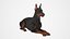 Doberman Pinscher Lying Down Fur for Cinema 4D