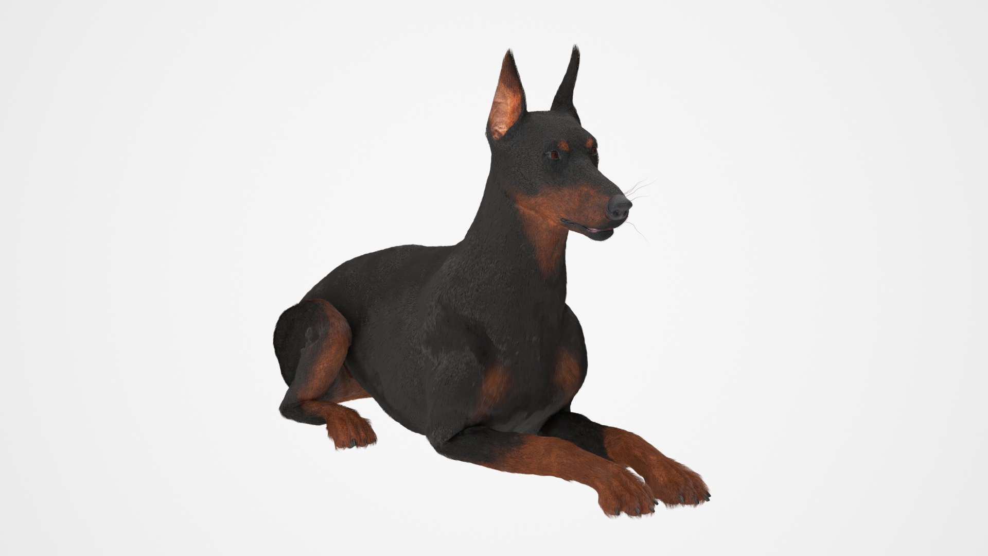 Doberman Pinscher Lying Down Fur for Cinema 4D 3D https://p.turbosquid.com/ts-thumb/2a/dzW7yw/kp/doberman_pinscher_lying_down_fur_360/jpg/1753837185/1920x1080/turn_fit_q99/a271df2f06b0b45f6e70e70a3995bc4d2ec3f0c3/doberman_pinscher_lying_down_fur_360-1.jpg
