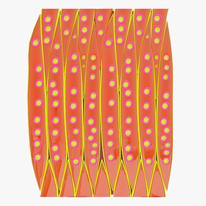 3D model Tracheids of gymnosperms