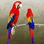 3DRiversによる赤コンゴウインコ