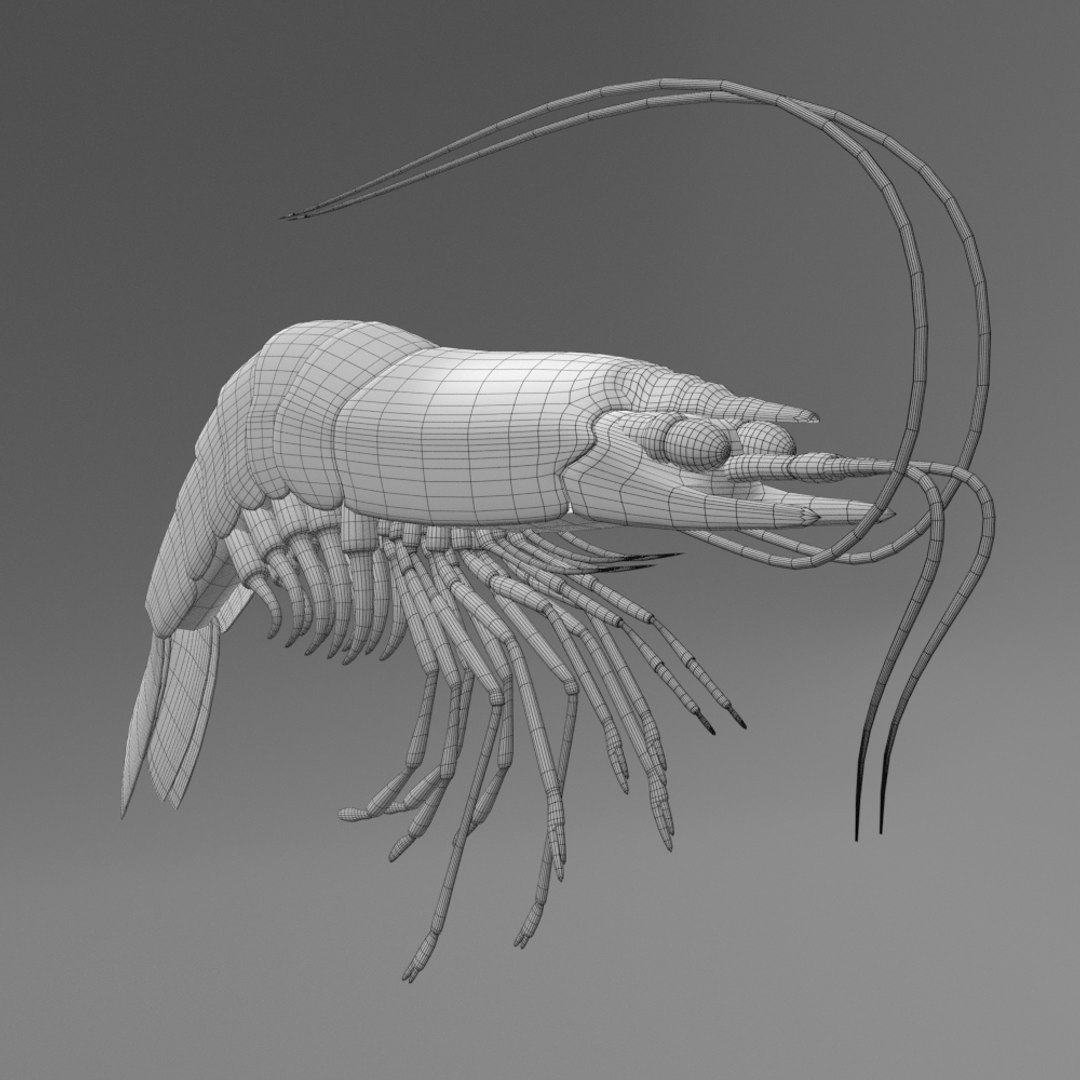 Shrimp Crustaceans Model - TurboSquid 1472467