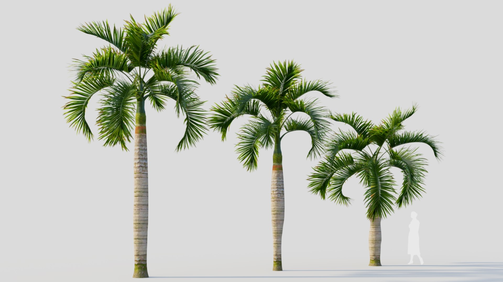 3D Hyophorbe lagenicaulis c https://p.turbosquid.com/ts-thumb/2b/AMySd5/8V/hyophorbelagenicaulisc_6/jpg/1713691821/1920x1080/fit_q87/55aba93e9035f6de1fa7001e475d02cc8b7cbdf3/hyophorbelagenicaulisc_6.jpg