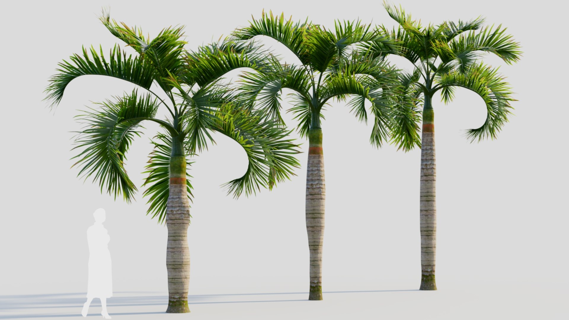 3D Hyophorbe lagenicaulis c https://p.turbosquid.com/ts-thumb/2b/AMySd5/ED/hyophorbelagenicaulisc_5/jpg/1713691818/1920x1080/fit_q87/30b8687224c3e2824ad9e18bc3f2bd5cd41ea297/hyophorbelagenicaulisc_5.jpg