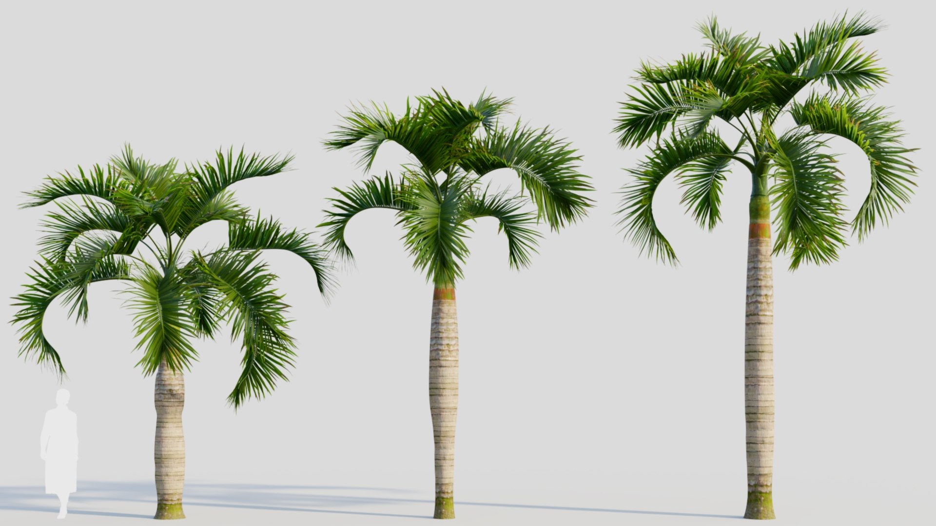 3D Hyophorbe lagenicaulis c https://p.turbosquid.com/ts-thumb/2b/AMySd5/If/hyophorbelagenicaulisc_1/jpg/1713691803/1920x1080/fit_q87/ce80acc1d7ebdc2accdd66acb610c3945bcdf878/hyophorbelagenicaulisc_1.jpg