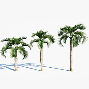 3D Hyophorbe lagenicaulis c