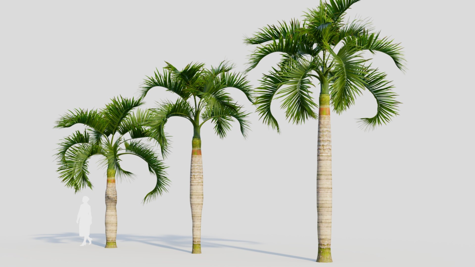 3D Hyophorbe lagenicaulis c https://p.turbosquid.com/ts-thumb/2b/AMySd5/nC/hyophorbelagenicaulisc_3/jpg/1713691810/1920x1080/fit_q87/b70a4ef872fa7b2c8b7bc9f6e15a81e7bf451027/hyophorbelagenicaulisc_3.jpg