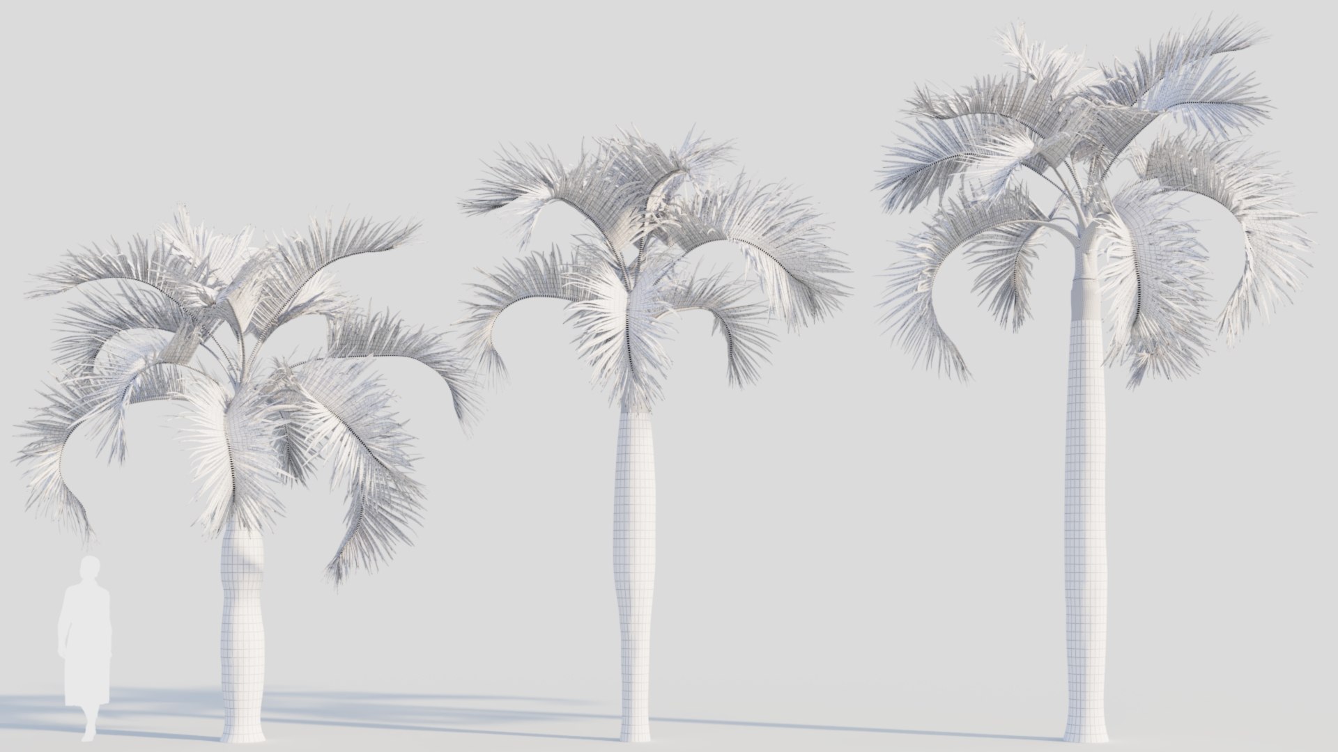 3D Hyophorbe lagenicaulis c https://p.turbosquid.com/ts-thumb/2b/AMySd5/sS/hyophorbelagenicaulisc_2/jpg/1713691806/1920x1080/fit_q87/d71f3ee4bdaad2b55ee14cbd8b0de920070fbaf8/hyophorbelagenicaulisc_2.jpg