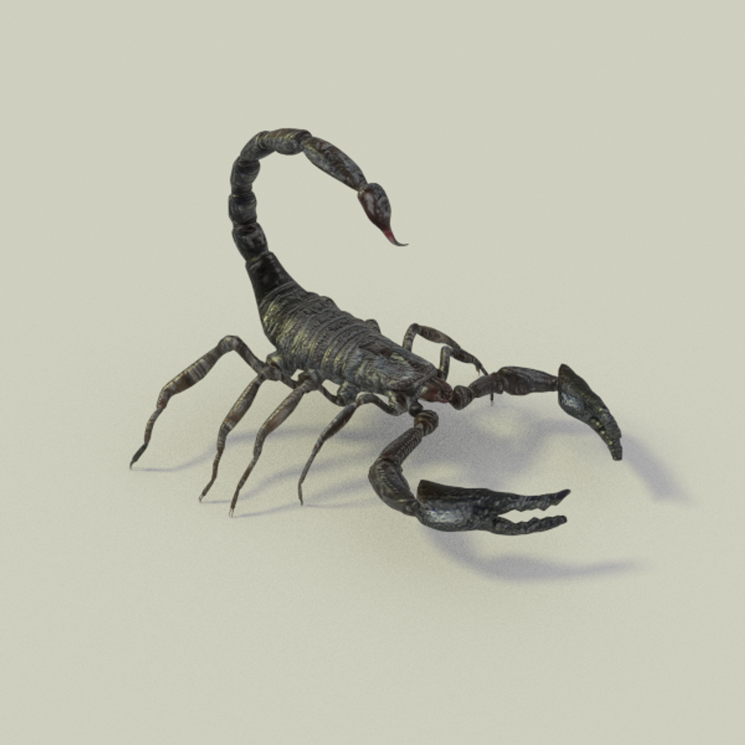 X Scorpion Animation