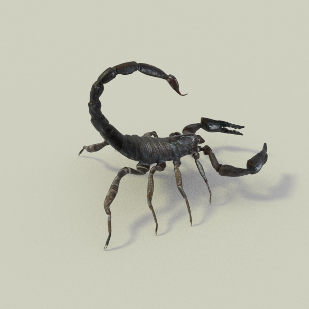 X Scorpion Animation