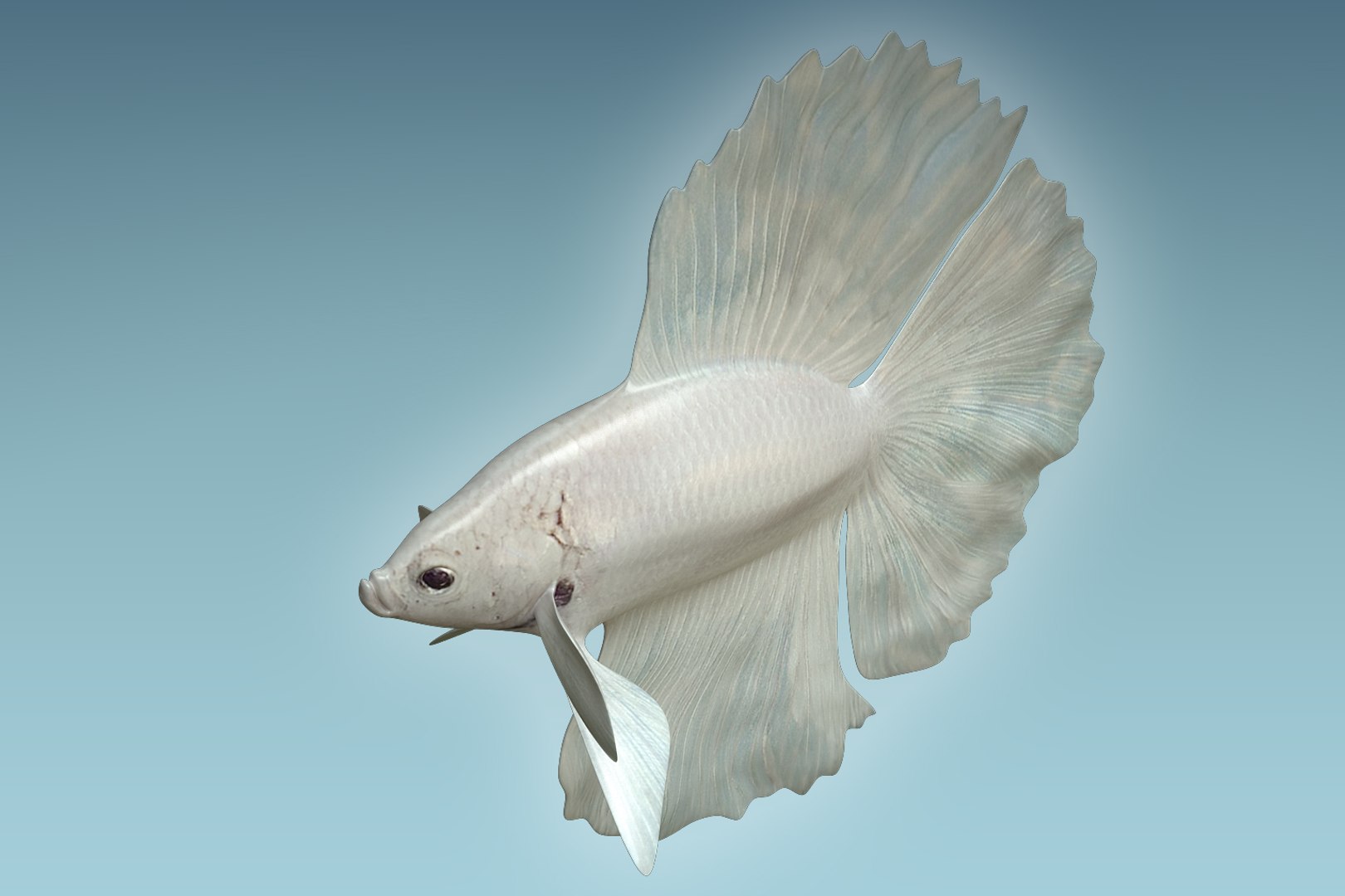 3D Betta Fish Model - TurboSquid 1206004