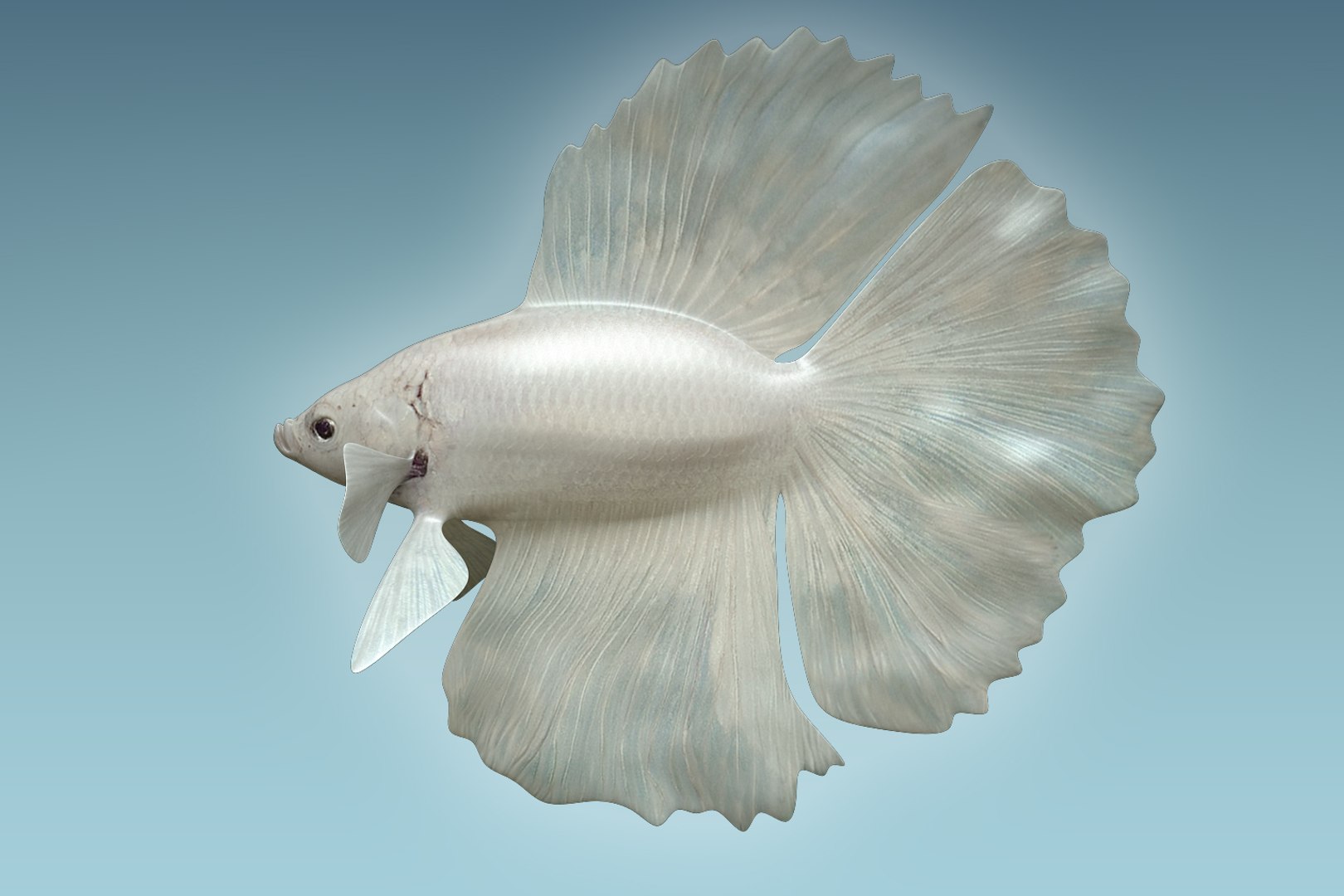 3D Betta Fish Model - TurboSquid 1206004