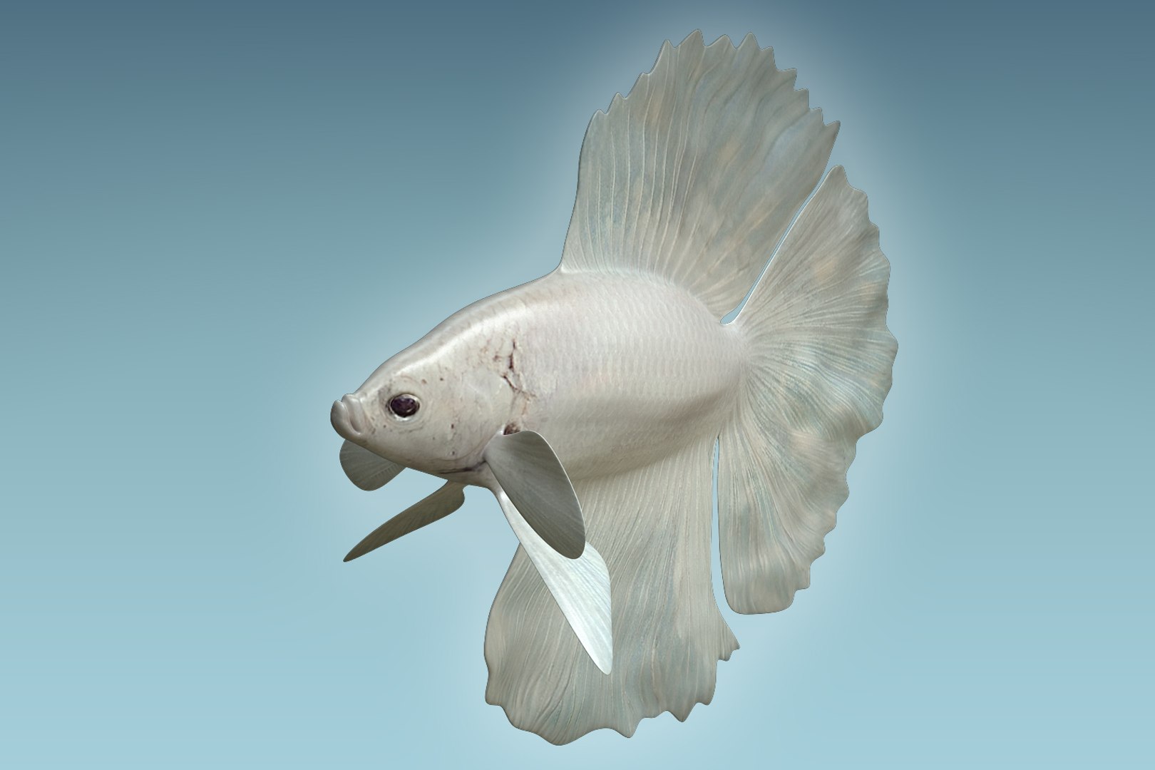 3D Betta Fish Model - TurboSquid 1206004