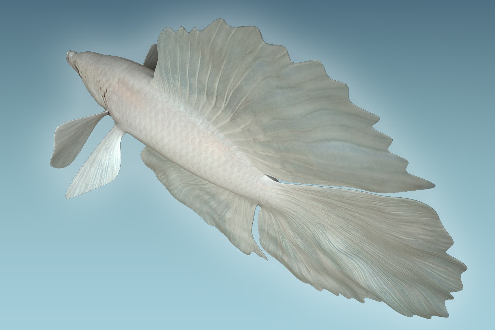 3D Betta Fish Model - TurboSquid 1206004