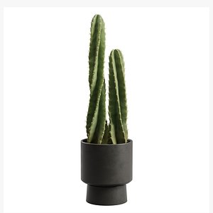 Cereus Peruvianus Potted Cactus 3D model