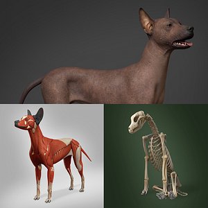 Mexican Hairless Dog Full Anatomy Model