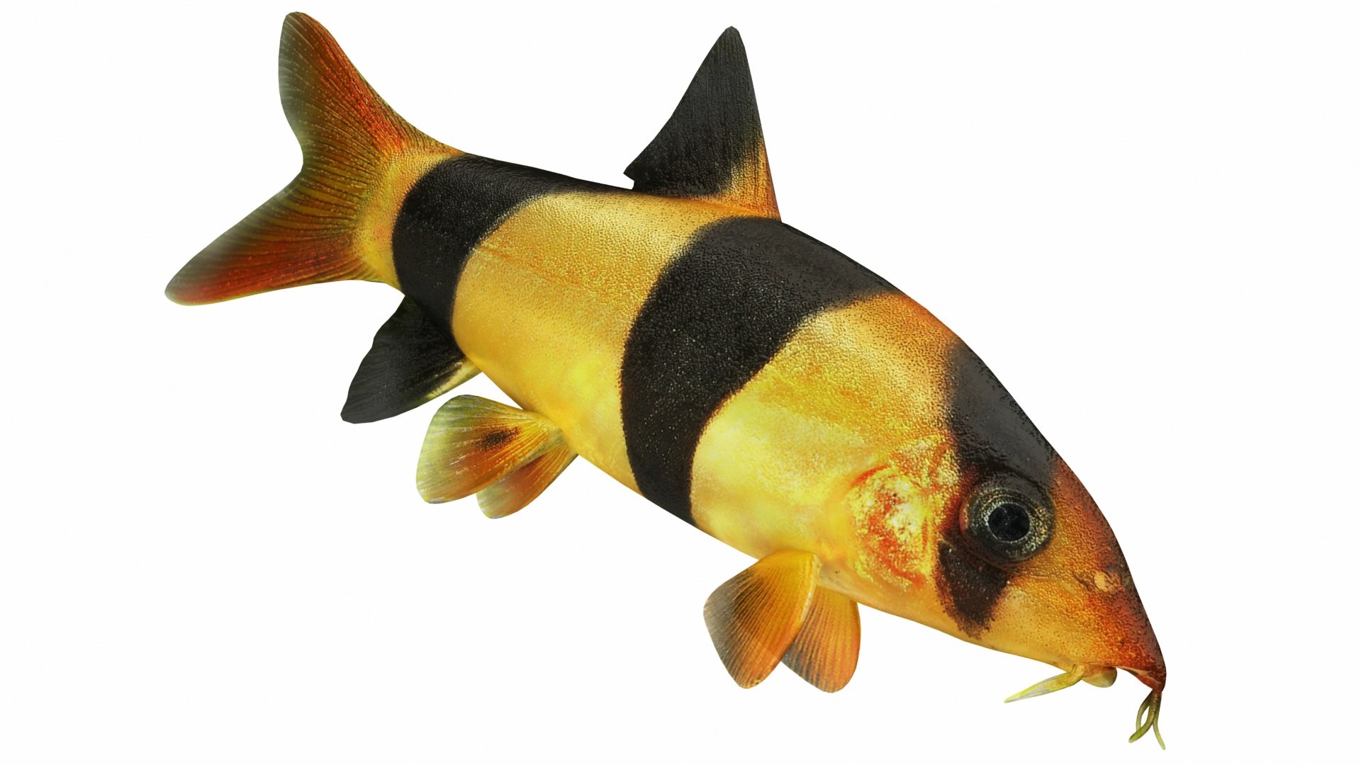 3D deutschland fish model https://p.turbosquid.com/ts-thumb/2b/giYiAT/PxsO2DAS/images0_view01/jpg/1576877479/1920x1080/fit_q87/90a4755423631f547d6e35b5604569d950cf379e/images0_view01.jpg