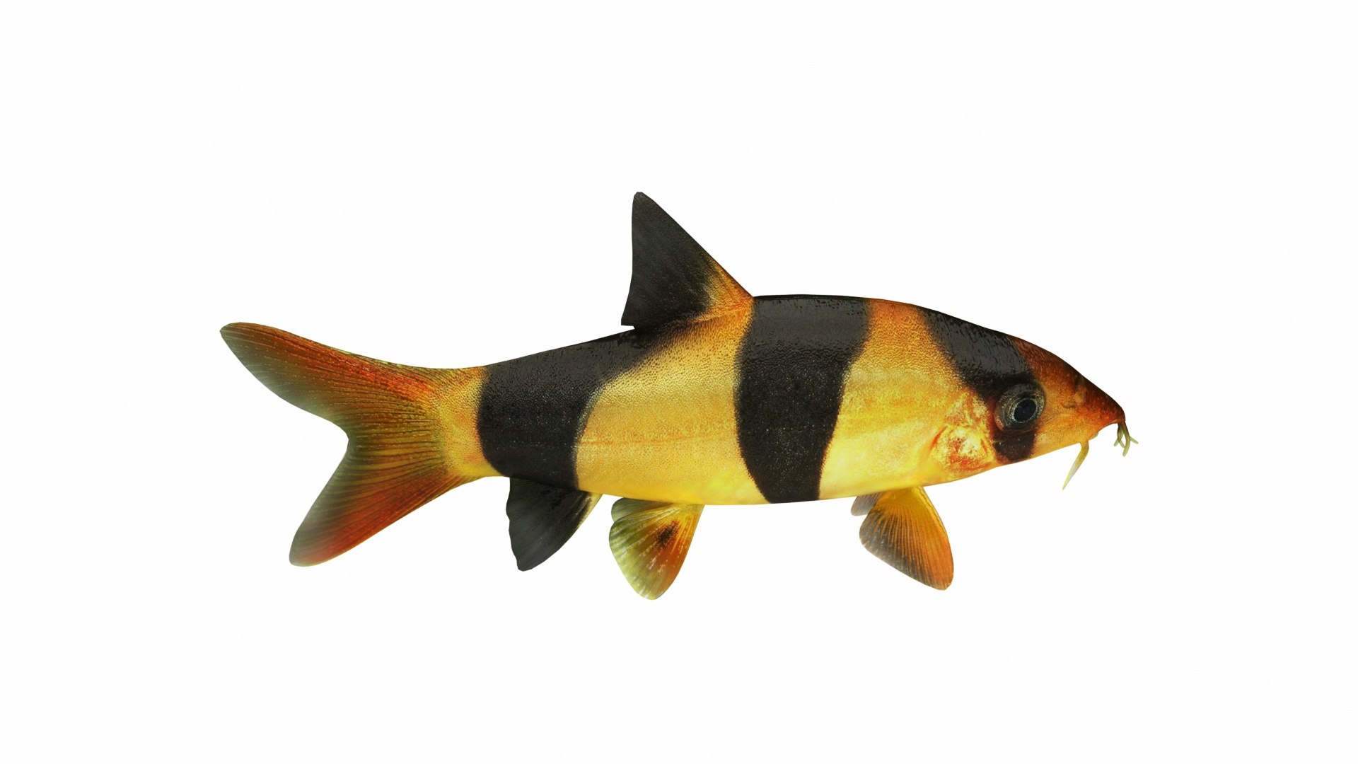 3D deutschland fish model https://p.turbosquid.com/ts-thumb/2b/giYiAT/RUGXO10I/images0_view05/jpg/1576877479/1920x1080/fit_q87/9354eeb5ae3a8d9b93aefcfb0367d4579ce07dec/images0_view05.jpg
