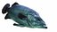 Animated Fish Collection