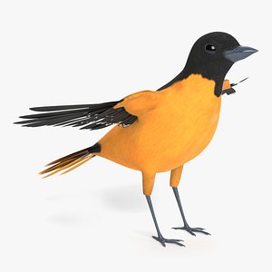 Baltimore Oriole