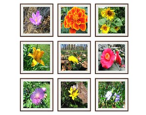 3D pictures flower photo model