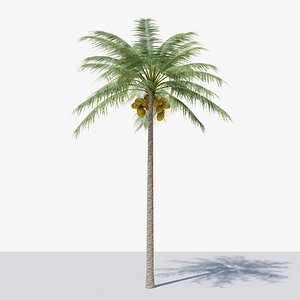 Coconut Palm v1