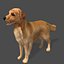Real-Time Dog Golden Retriever 3D Model